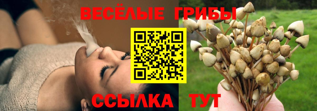 Псилоцибиновые грибы Psilocybine cubensis Среднеуральск